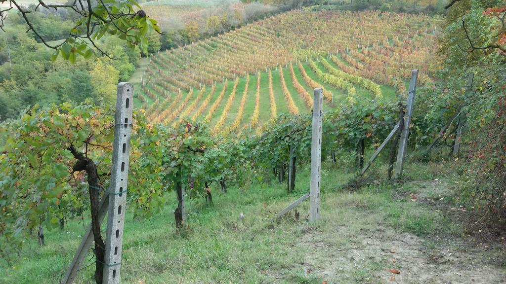 Cascina Torello Dogliani Exterior foto